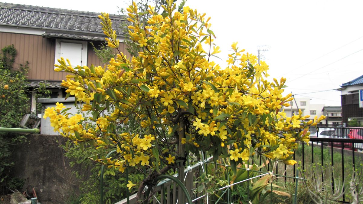 黄色い花～香りの競演
