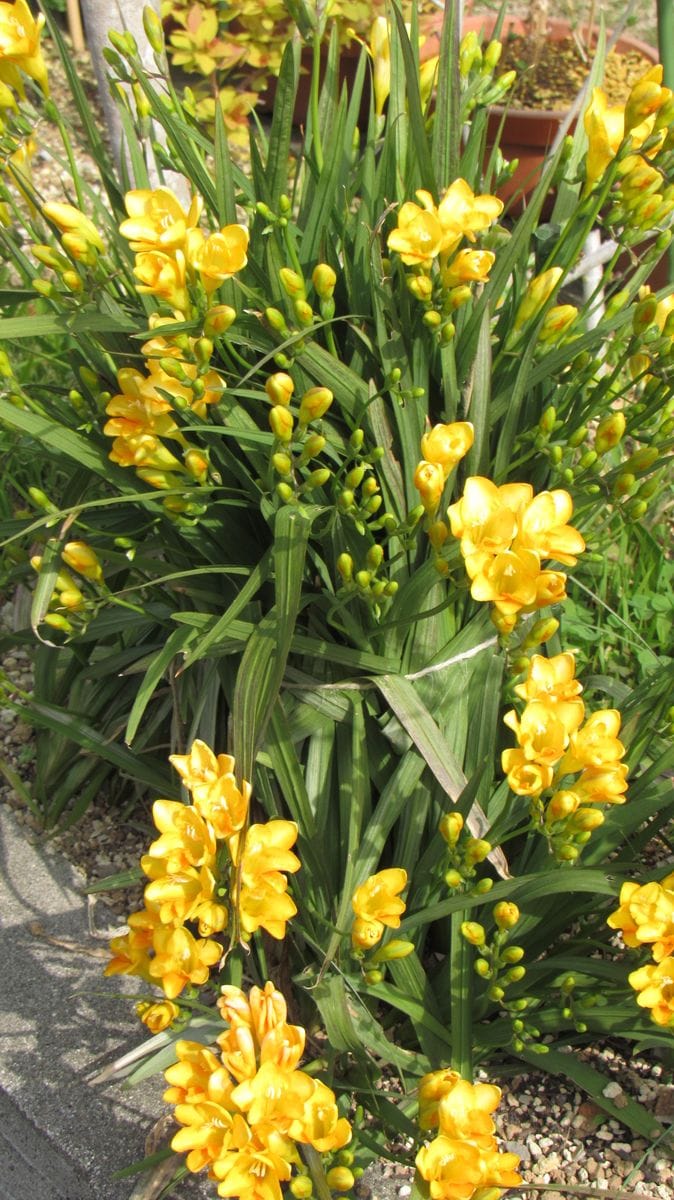 黄色い花～香りの競演