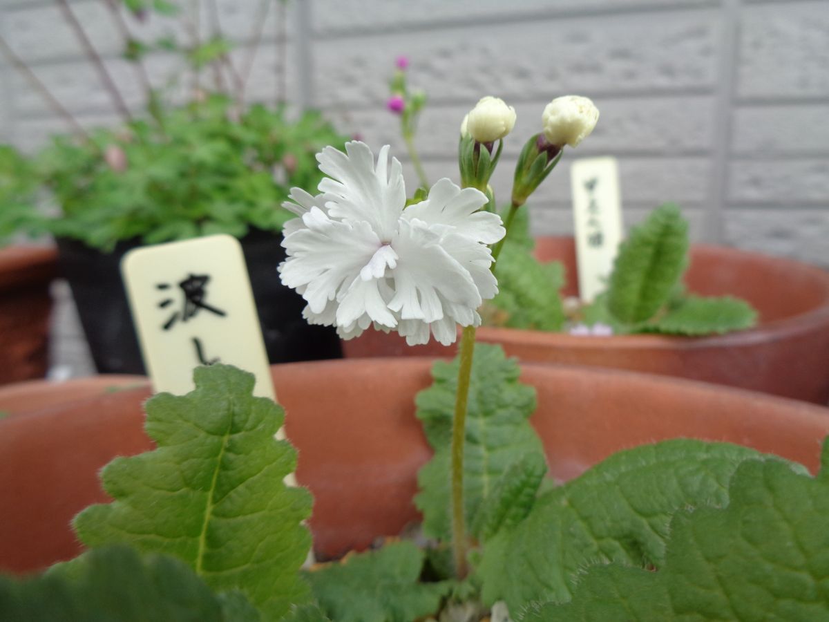 日本桜草とイカリソウ