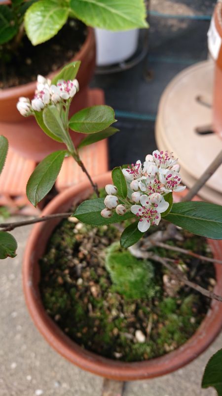 開花その２＆タチアオイその後