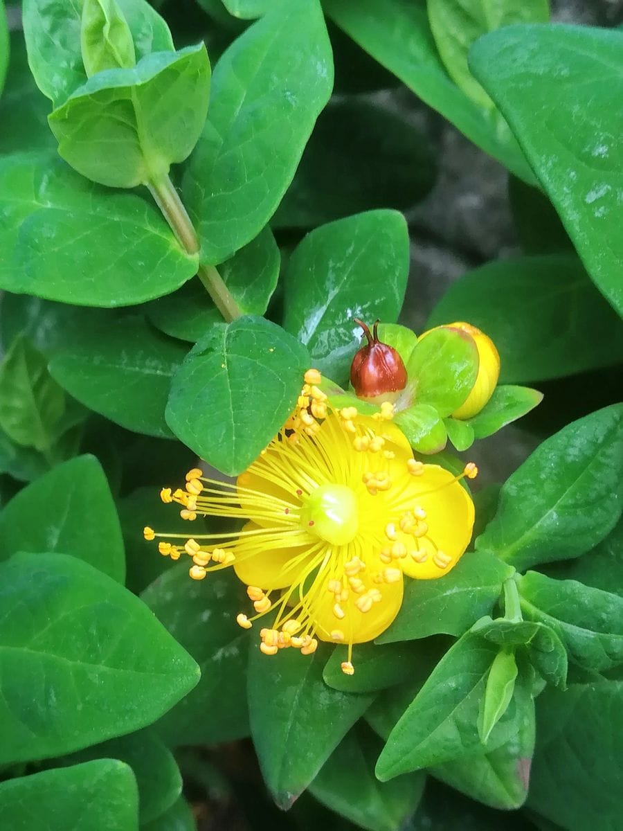 ヒペリカムｼﾞｭｴﾘｰｼﾘｰｽﾞ✨開花