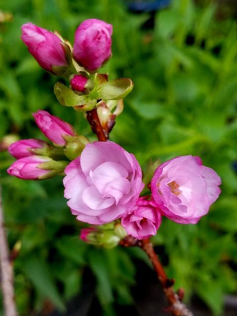 桜・旭山がほころびました