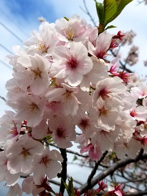 桜・旭山がほころびました