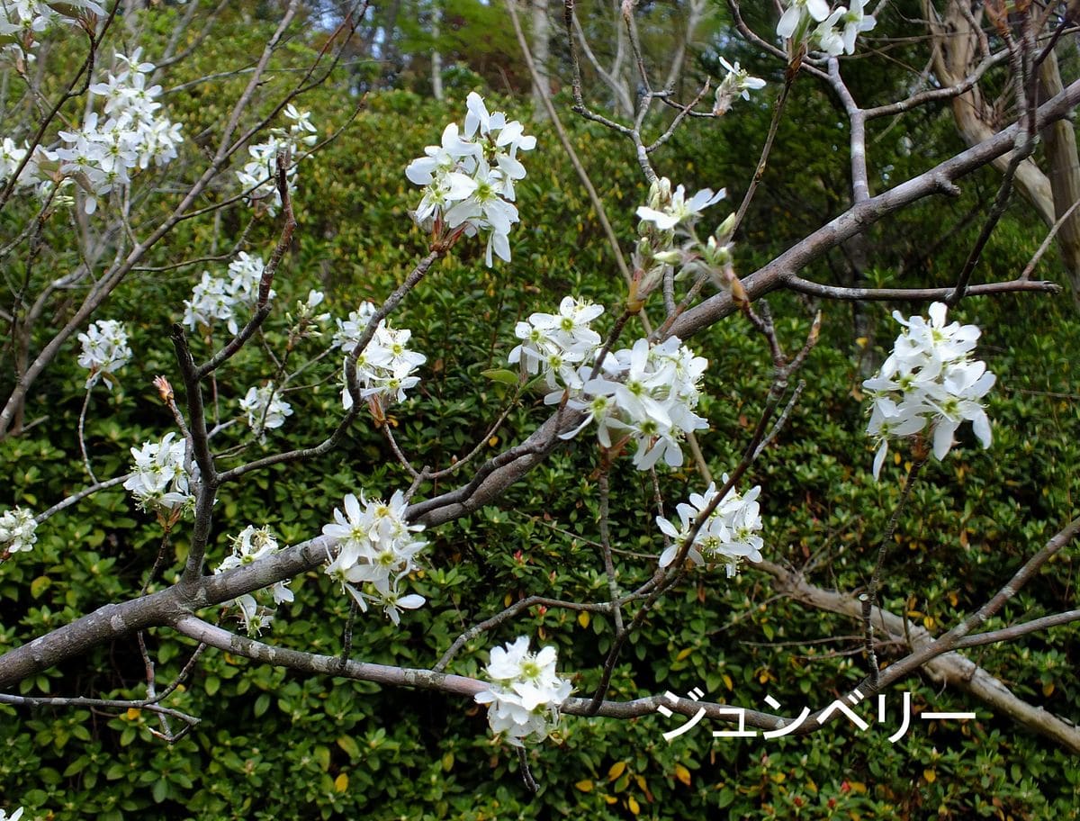 庭の白い花木