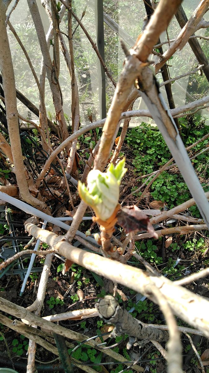 庭の花②