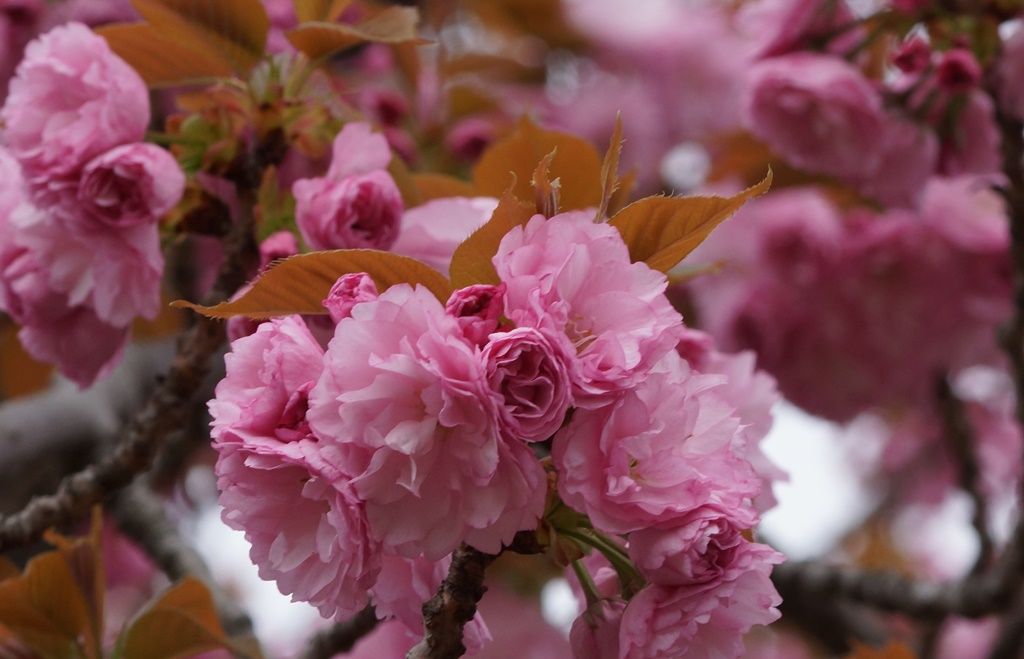 八重桜