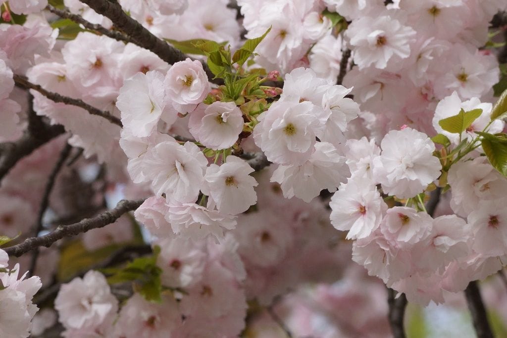 八重桜