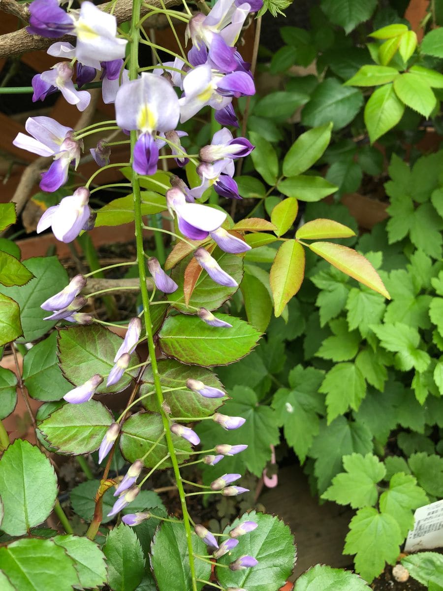 エケベリアの初花