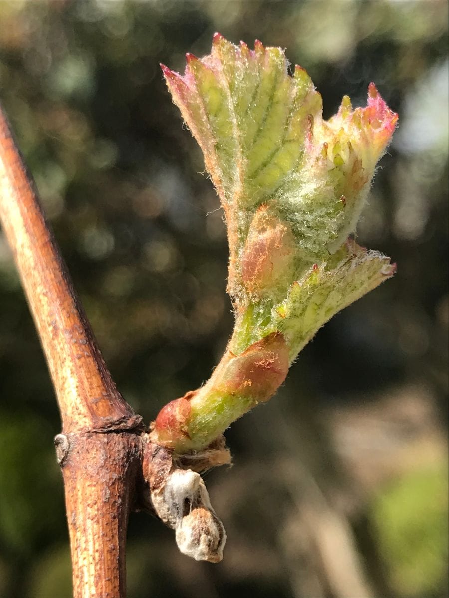 巨峰の芽が綻びました