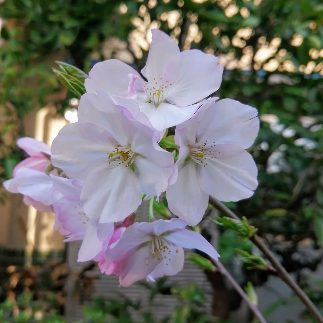 花の色が変化する実生の桜