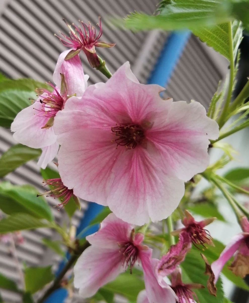 花の色が変化する実生の桜