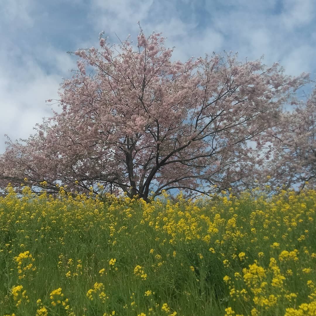 桜並木