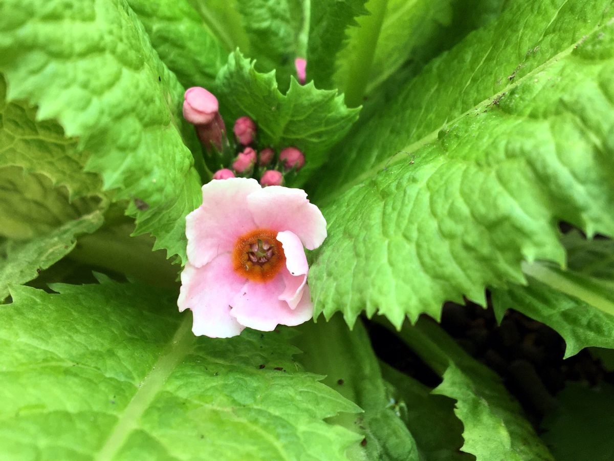 夢みるパンジーお花いっぱい