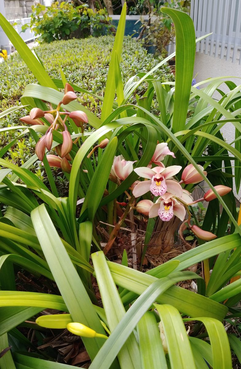 散歩で見つけたシンビジウムの森。