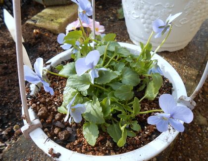 お値打ちな寄せ植え。