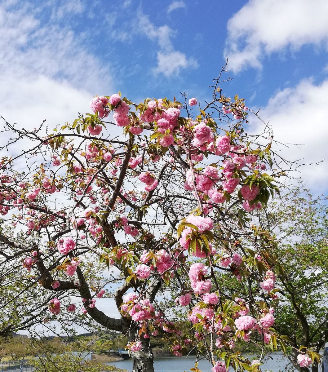 青空に八重桜、ハナミズキ、ビワ。