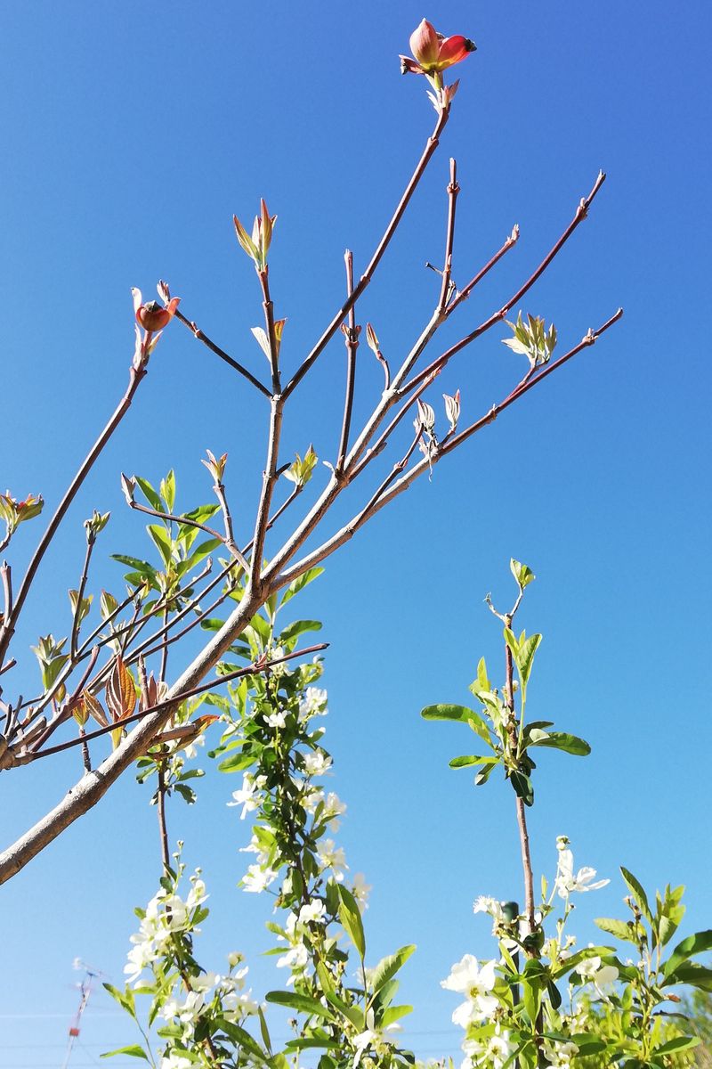 青空に八重桜、ハナミズキ、ビワ。