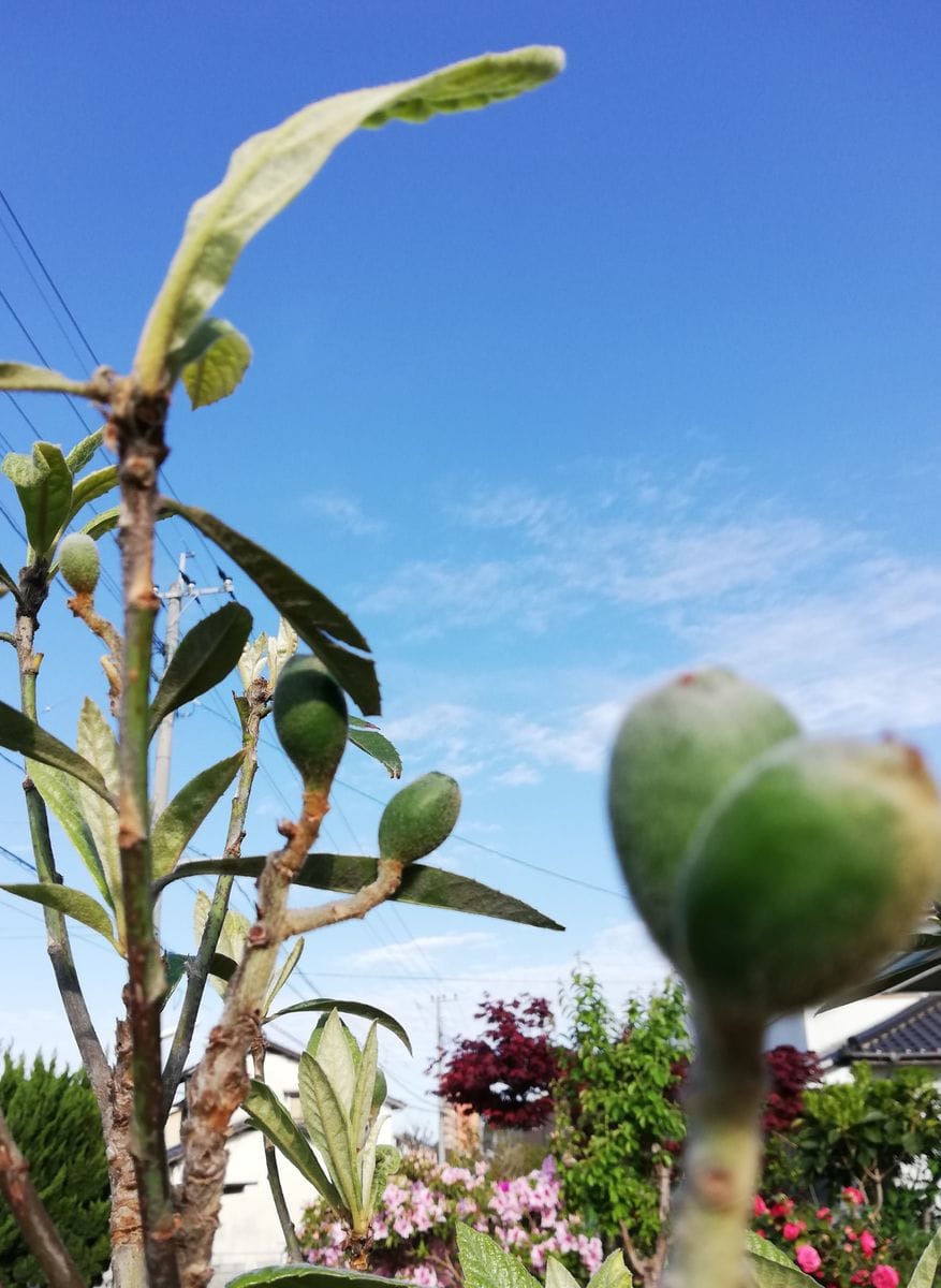 青空に八重桜、ハナミズキ、ビワ。