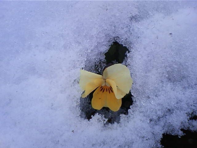 今日は、気温もプラス