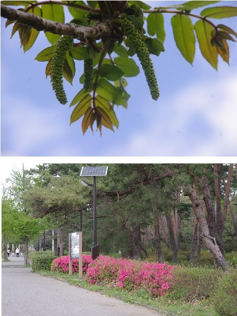 平地のお散歩～