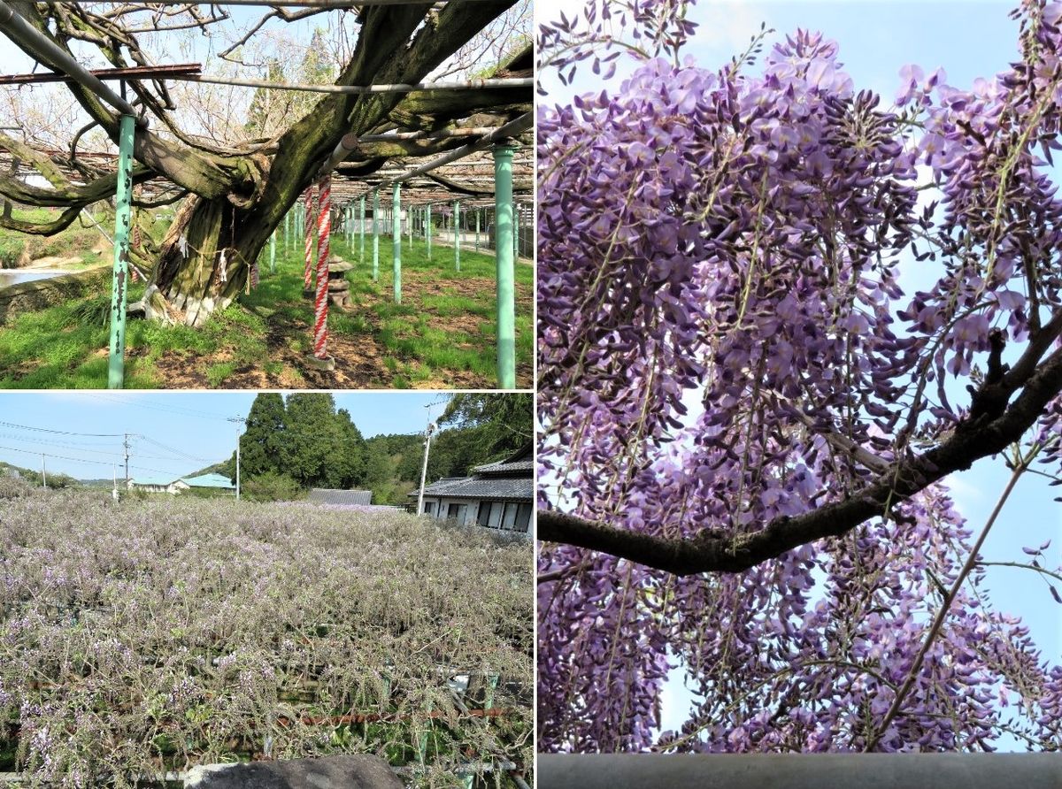 西寒多神社のふじの花