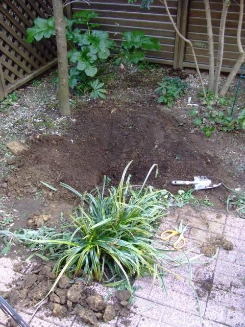 バラの植え替えとゼラニウムの花