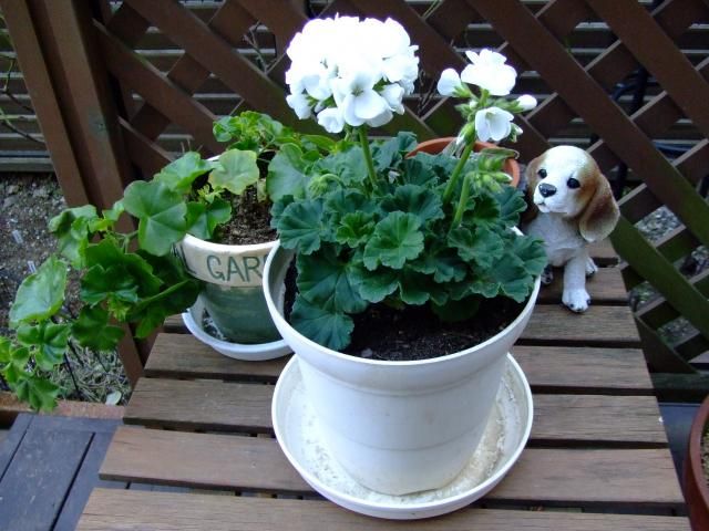 バラの植え替えとゼラニウムの花