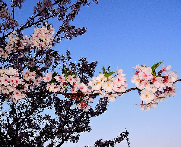 早朝の桜