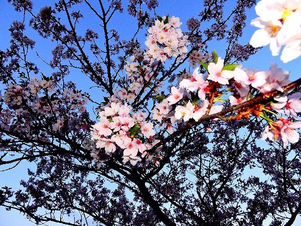 早朝の桜