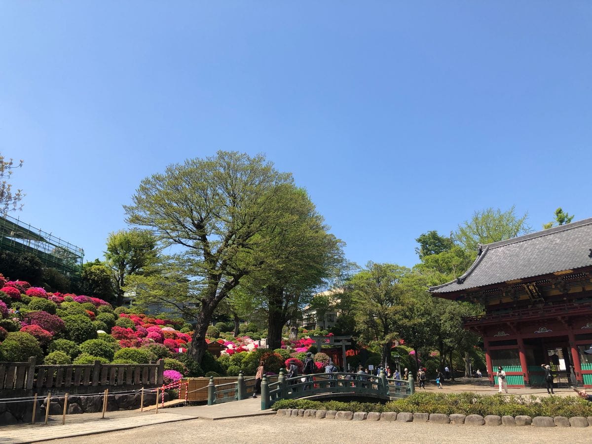 根津神社のツツジ