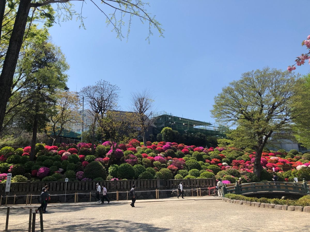 根津神社のツツジ