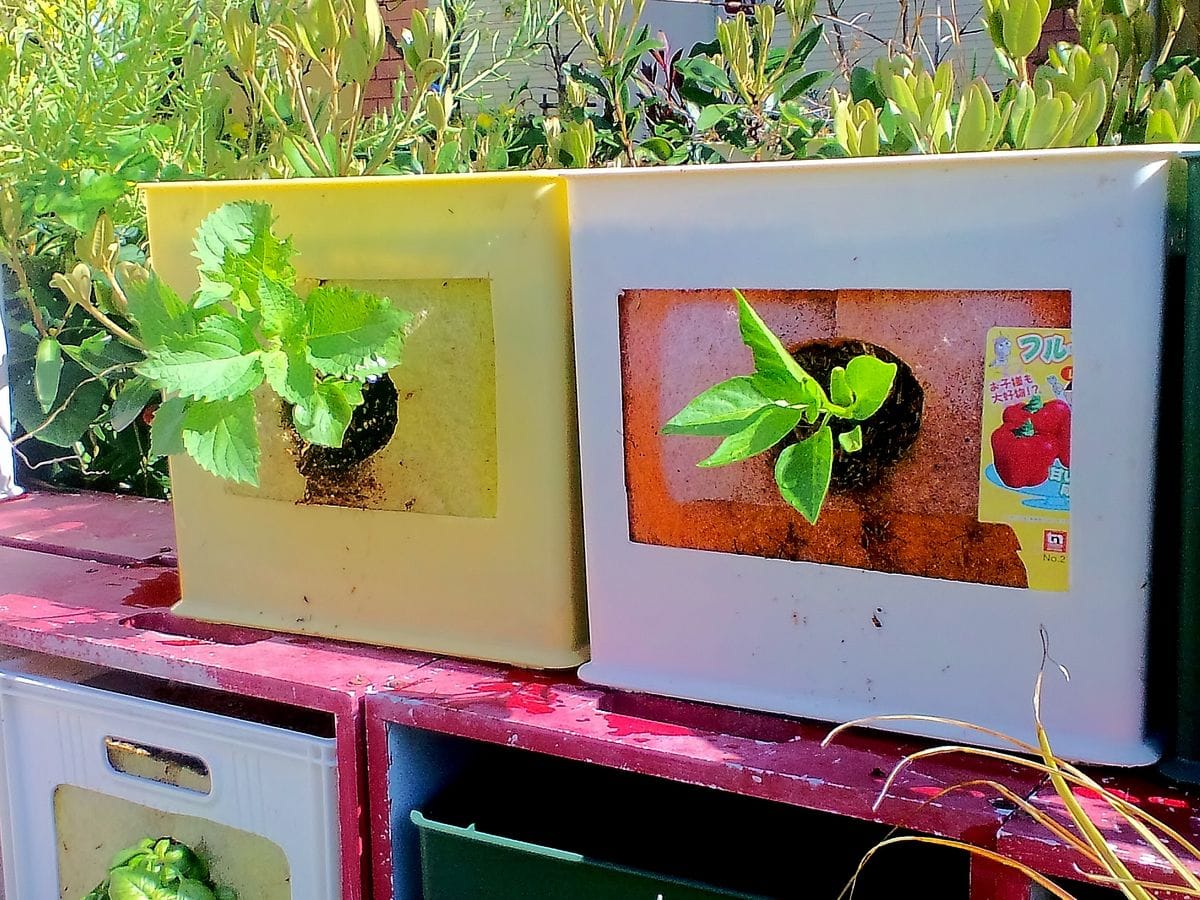 本日の作業　野菜の植込みとペイント