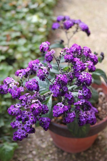 ヘリオトロープほか紫の花