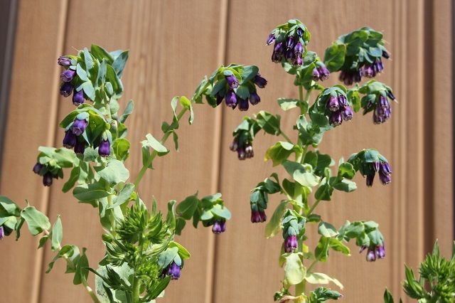 ヘリオトロープほか紫の花