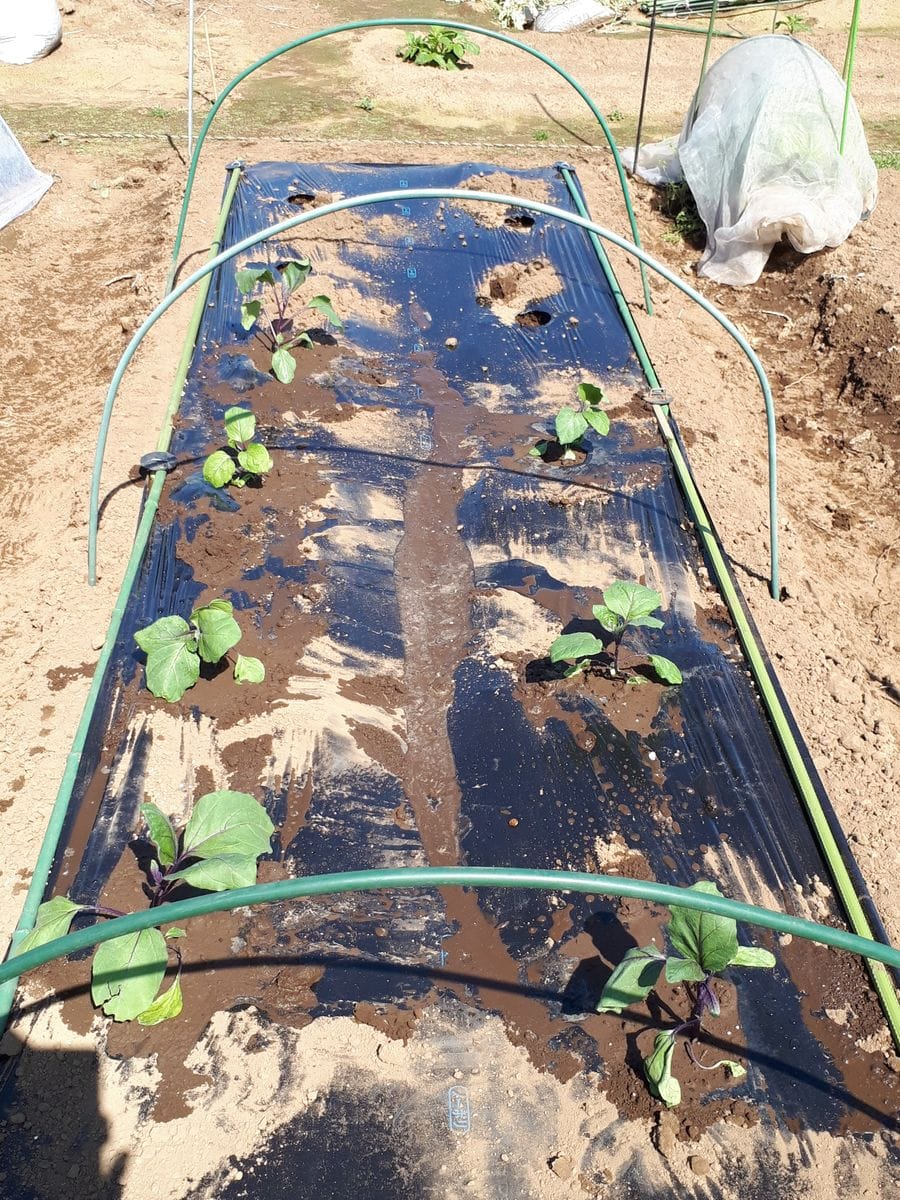 今日の菜園：１月１９日に種を播いてから約３か月、やっとナス苗が出来上がり植え付けました。