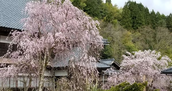 ソメイヨシノは散り始めて…