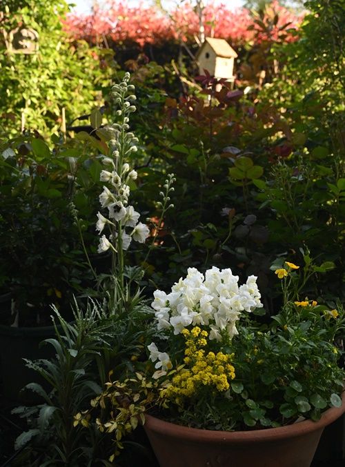 夕方の庭