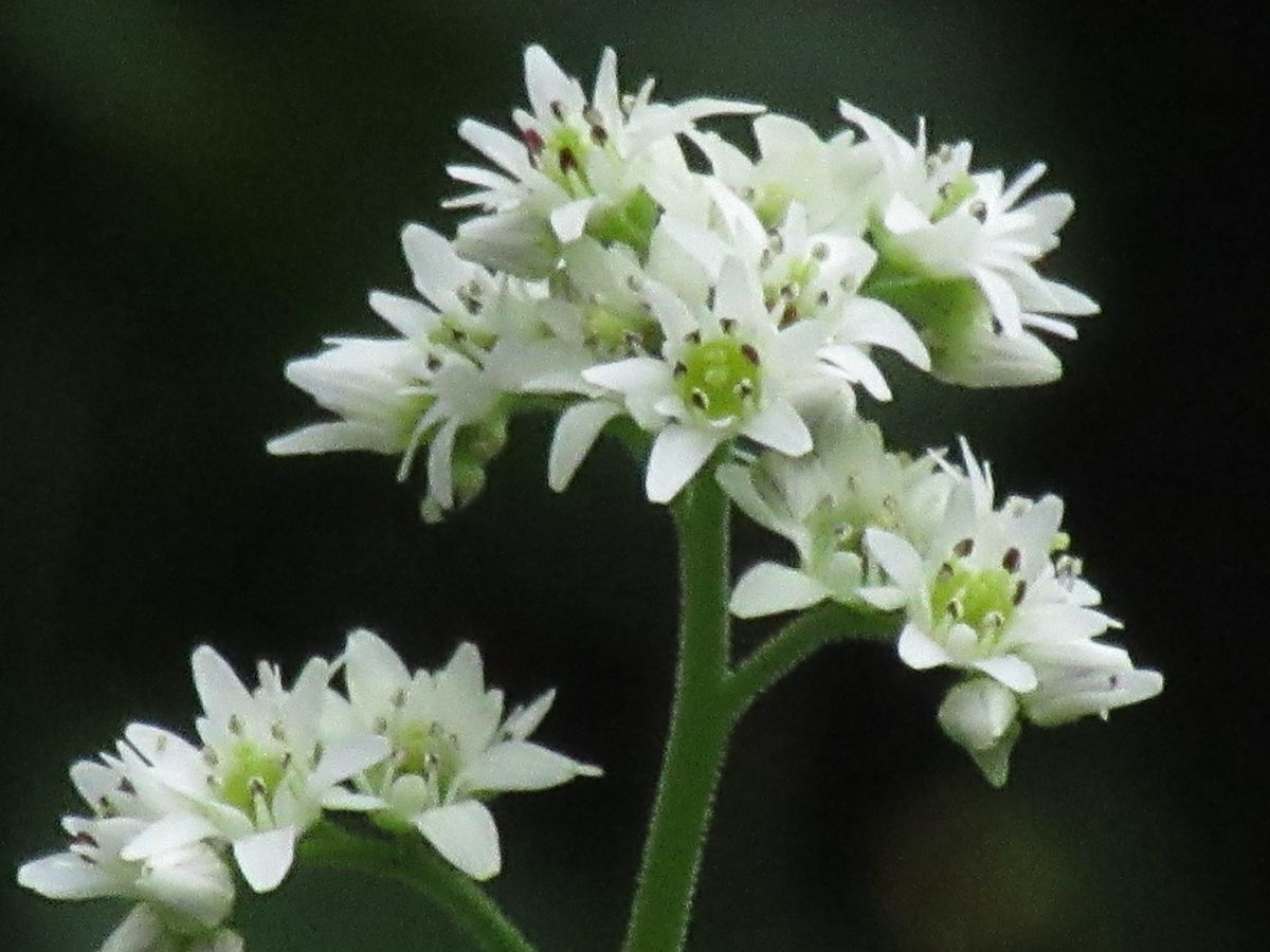 由愛(ゆめ)の花日記♪