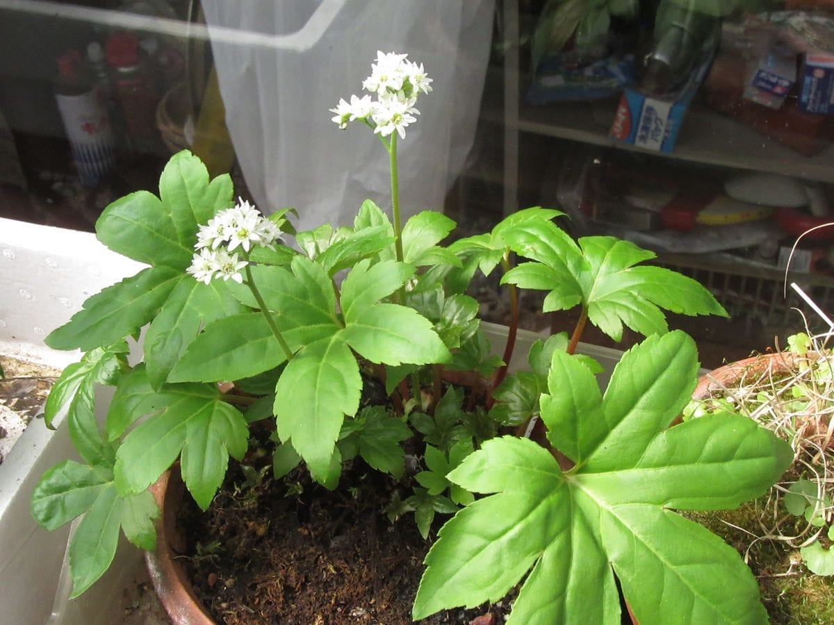 由愛(ゆめ)の花日記♪