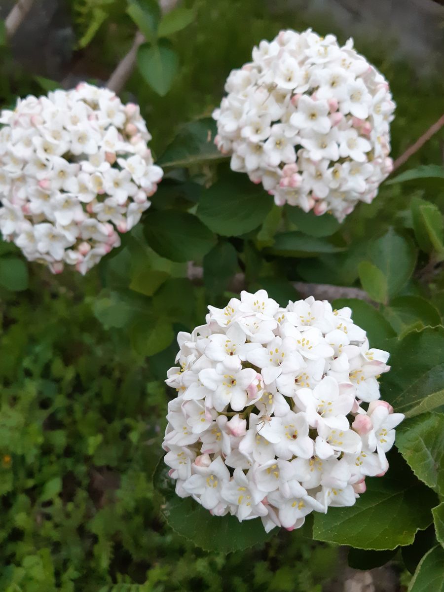 雑草の生長がハンパない〰️