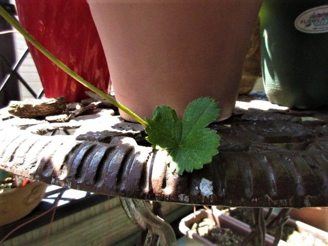 マイガーデンへようこそ　🍓