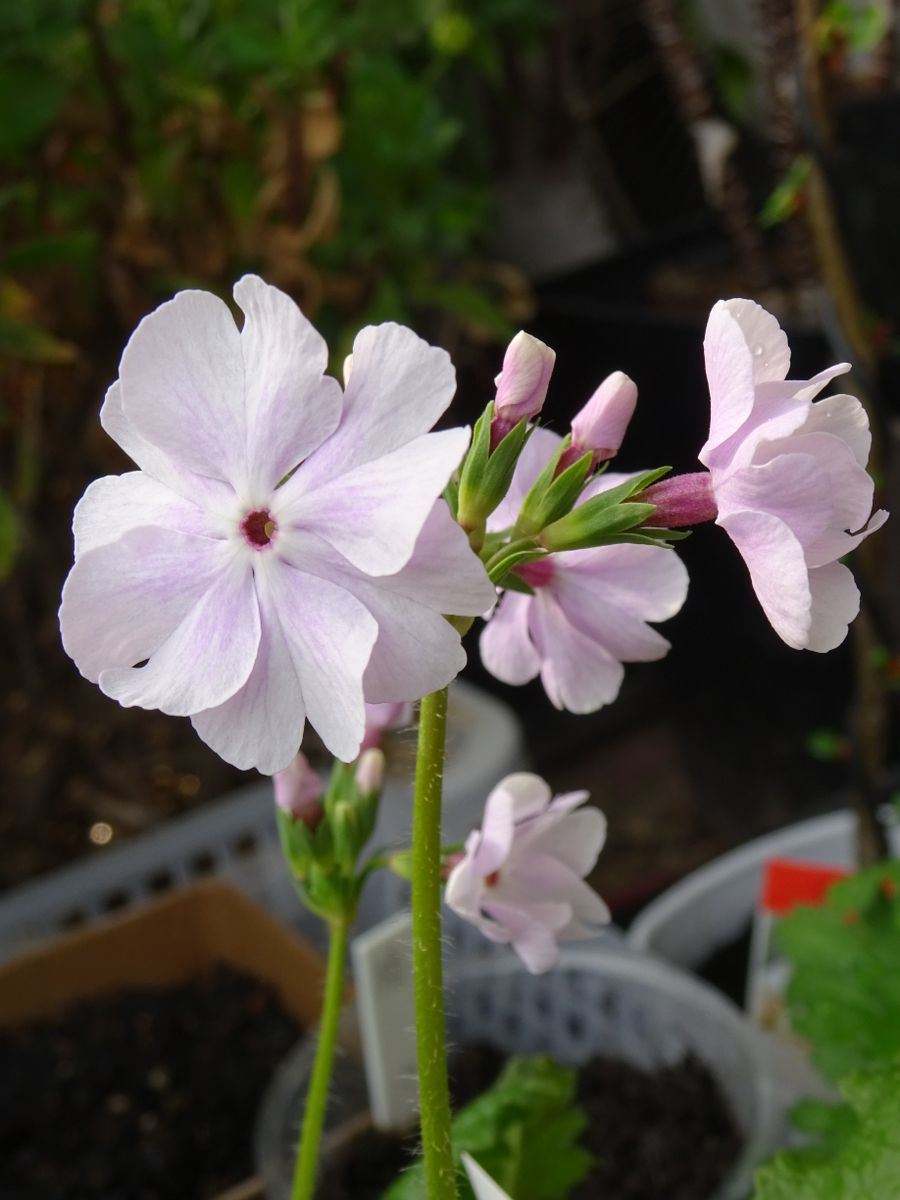 日本桜草🌸さくら色多