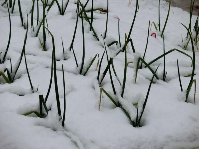 雪が積もりました～[i:4]