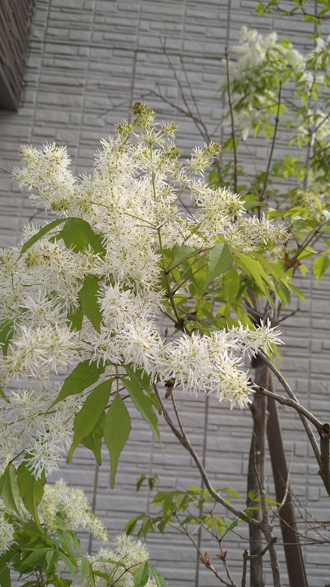 ☆ご近所の散歩の植物さん〜№５・４月☆彡