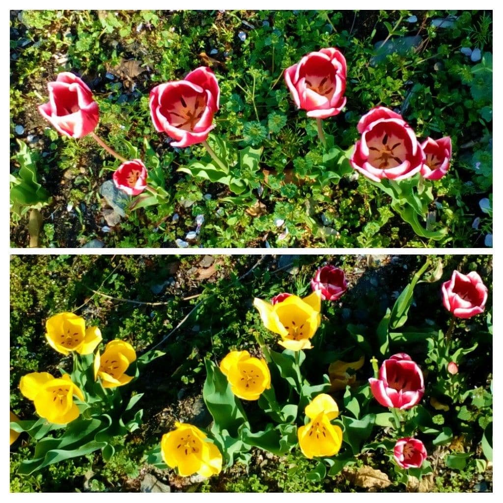 旬の花が府道沿いに色を添えています🌹🌹🌹