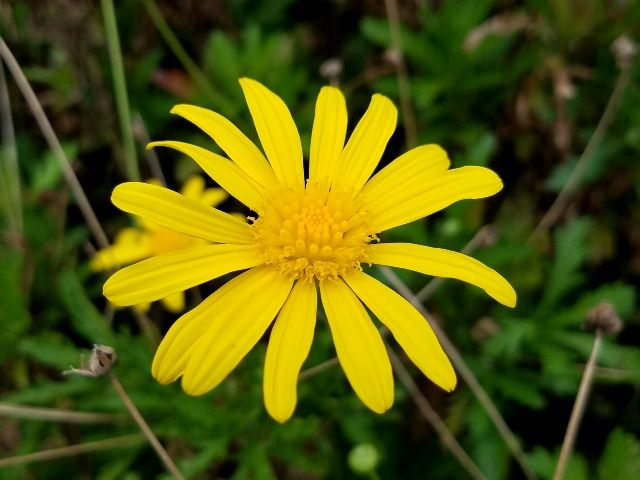 黄色の花いろいろ