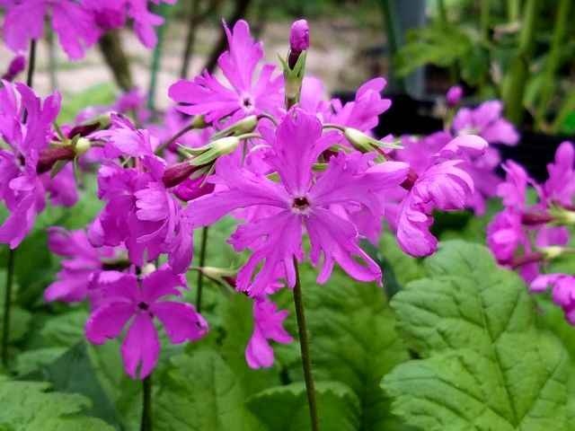 今朝の日本桜草①