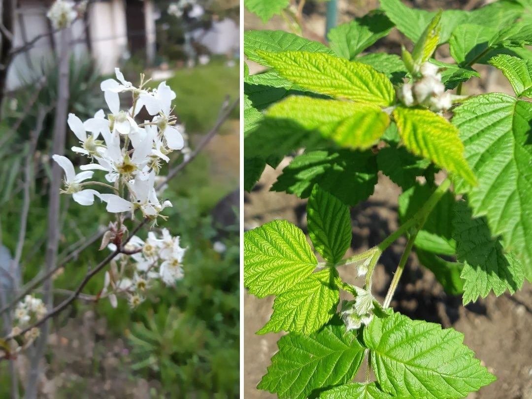 お花の次は……果実でしょ🎵