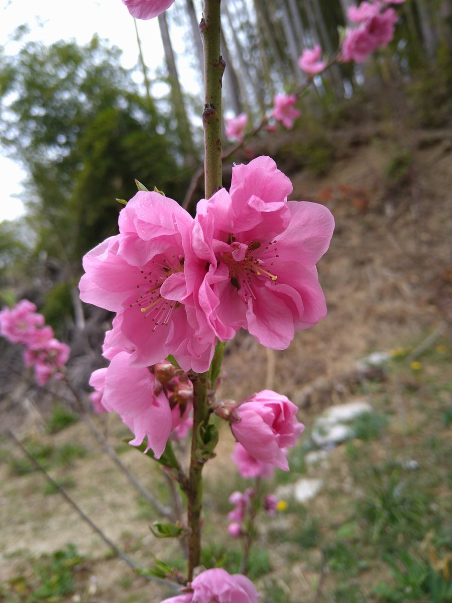 花桃咲きました