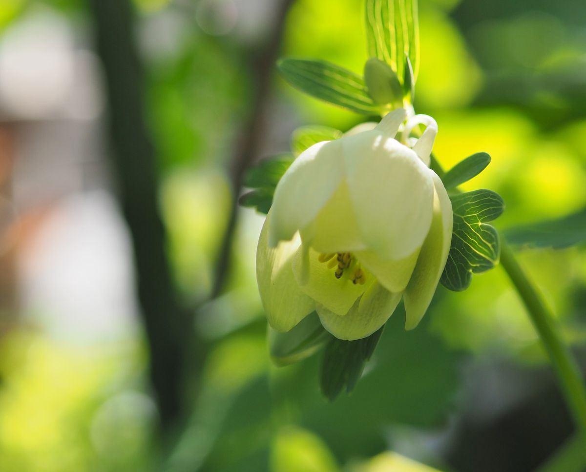 小学生には地味な花束